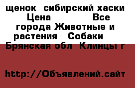 щенок  сибирский хаски › Цена ­ 12 000 - Все города Животные и растения » Собаки   . Брянская обл.,Клинцы г.